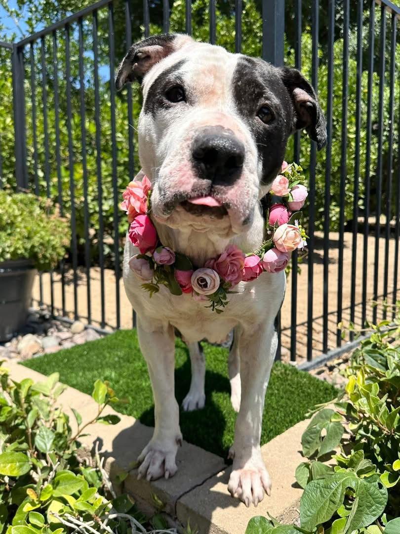 Clarabelle, a Adoptable Pit Bull Terrier in Redlands, CA image 2/3