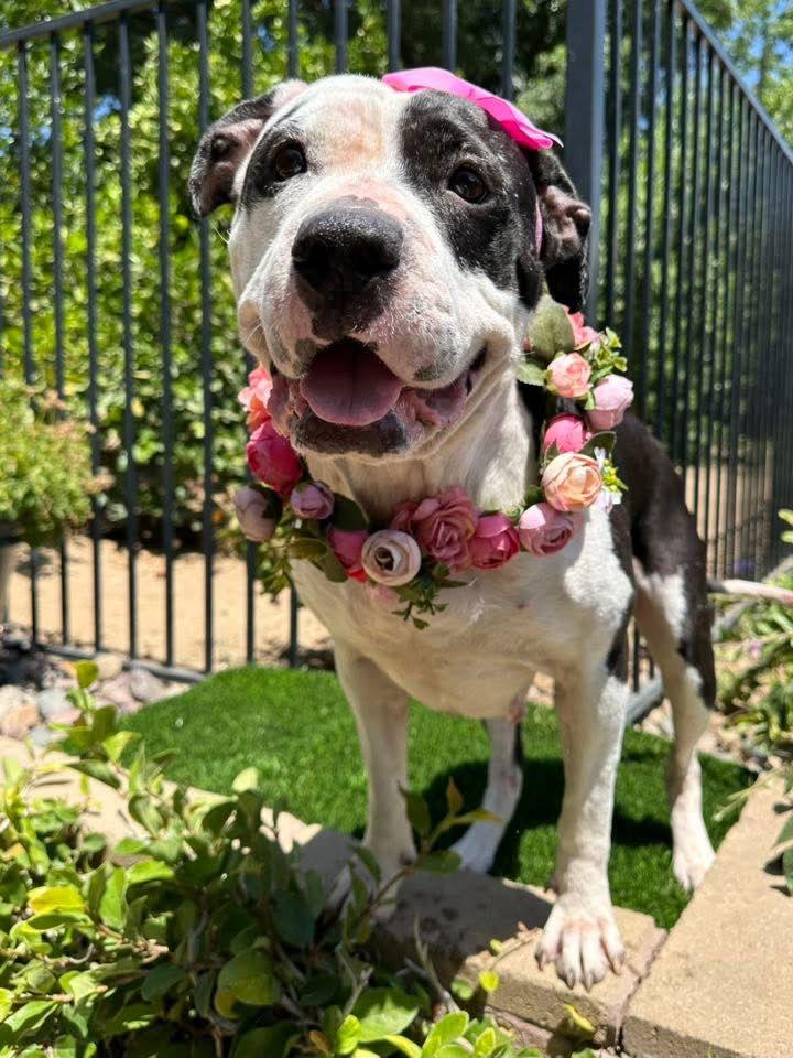 Clarabelle, a Adoptable Pit Bull Terrier in Redlands, CA image 3/3