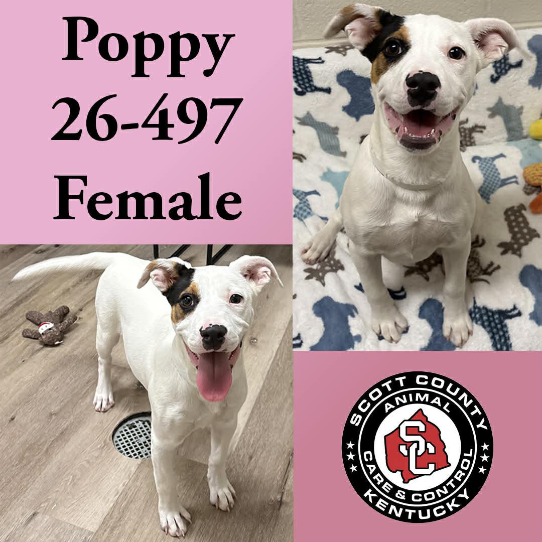 Poppy, Adoptable, Young Female Terrier.