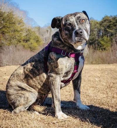 Princess, Adoptable, Adult Female American Staffordshire Terrier.