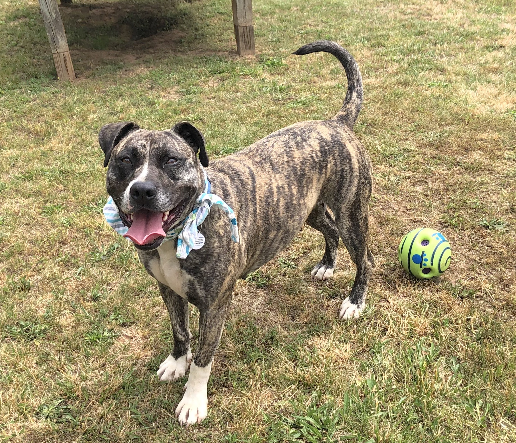 Princess, a Adoptable American Staffordshire Terrier in Palmyra, VA image 5/6
