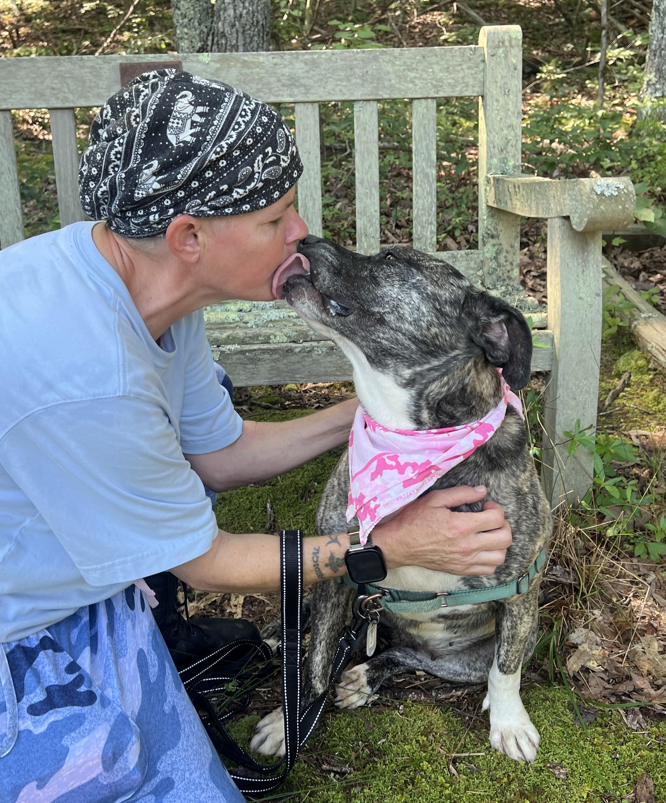 Princess, Adoptable, Adult Female American Staffordshire Terrier.