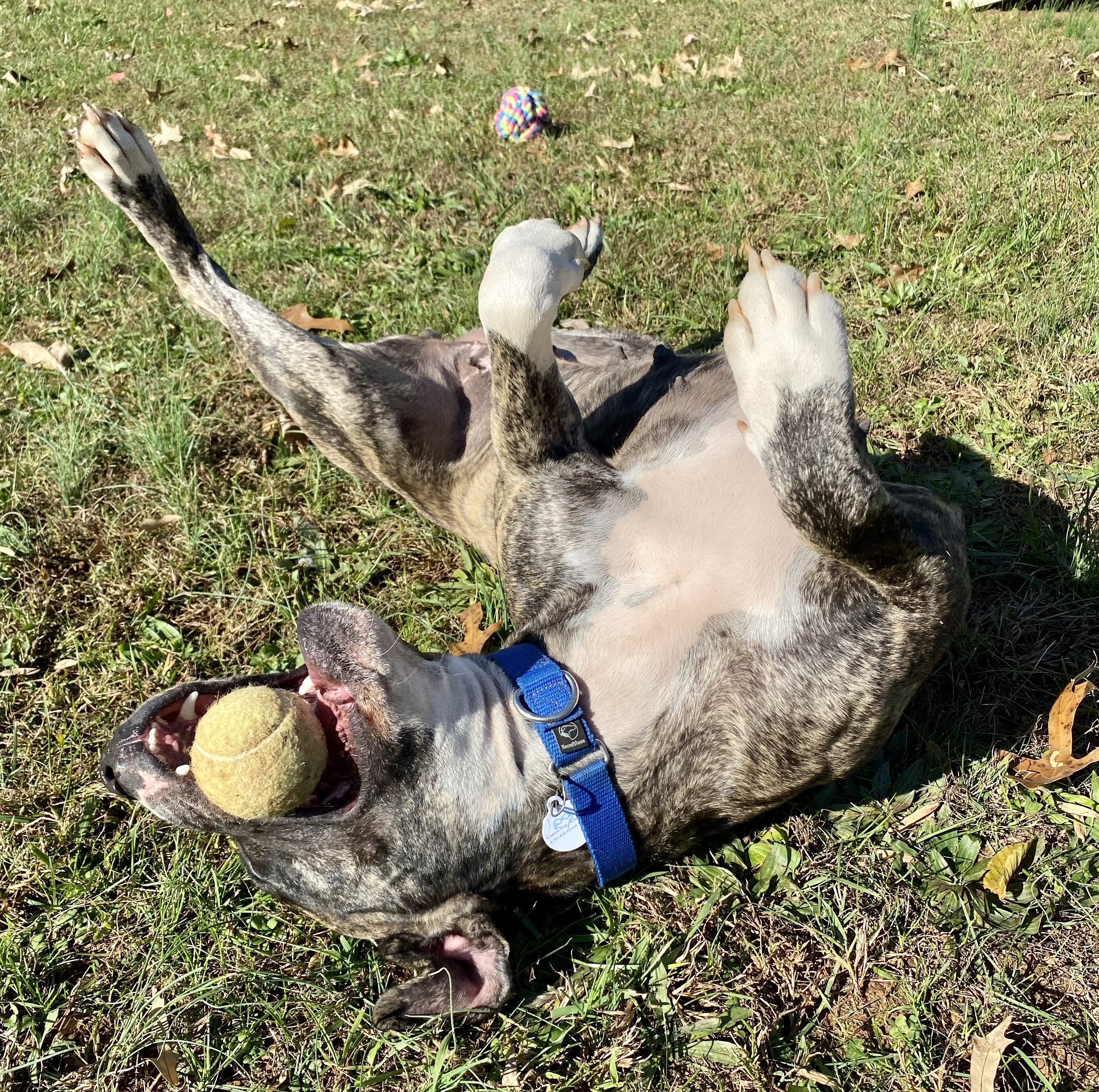 Princess, a Adoptable American Staffordshire Terrier in Palmyra, VA image 6/6