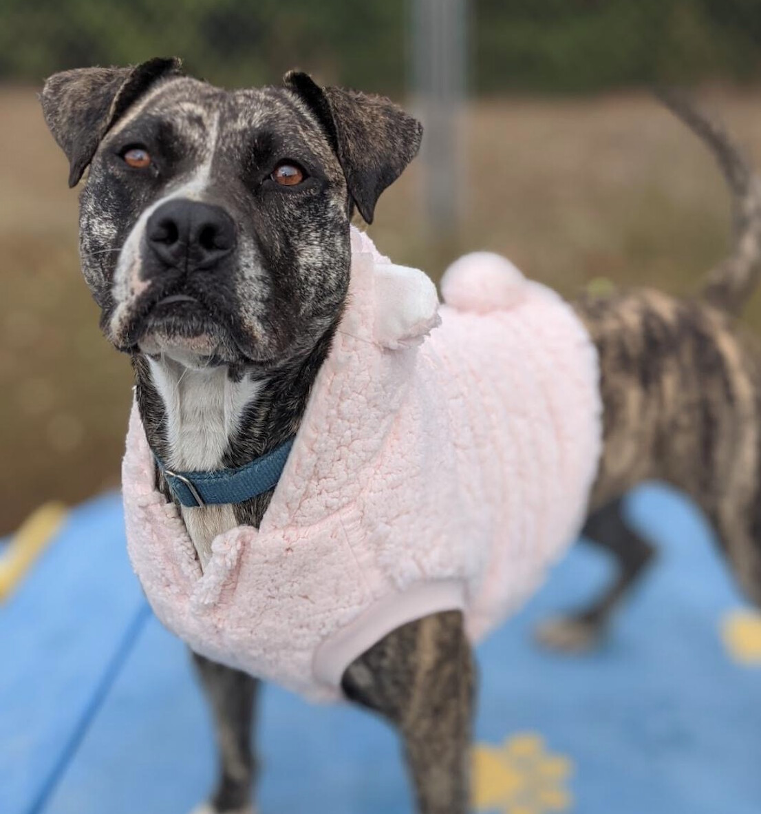 Princess, a Adoptable American Staffordshire Terrier in Palmyra, VA image 3/6