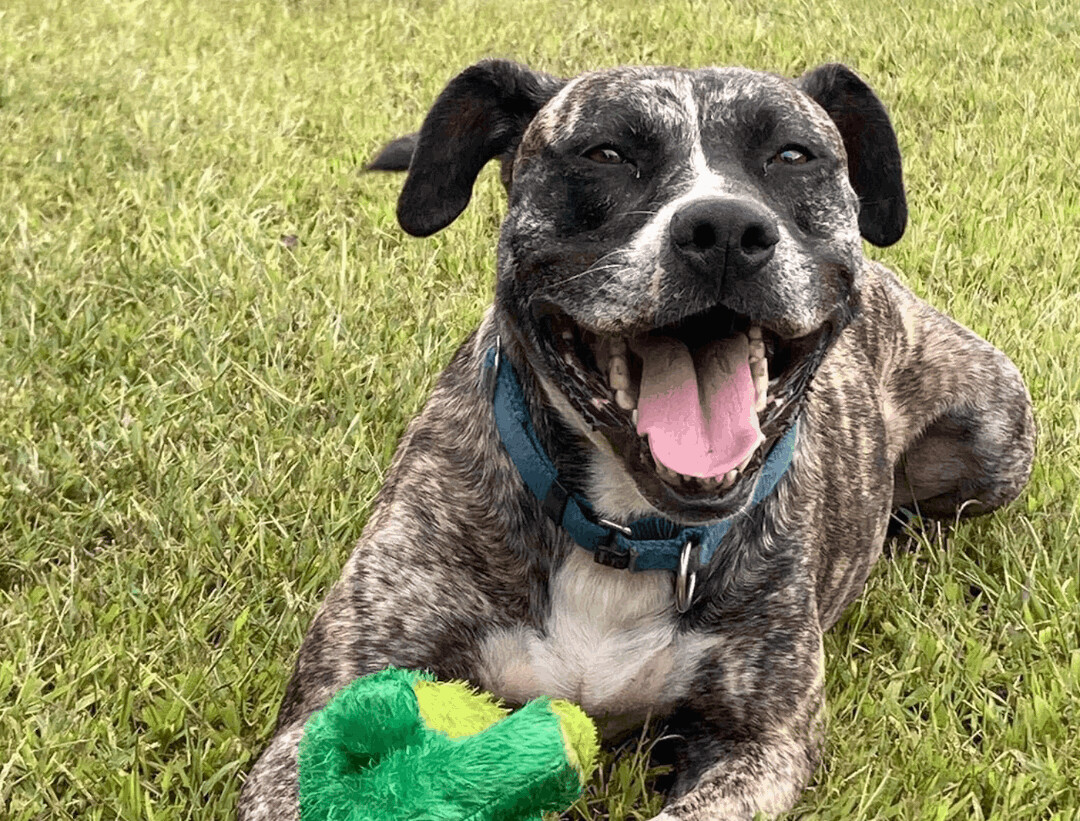 Princess, Adult Female American Staffordshire Terrier