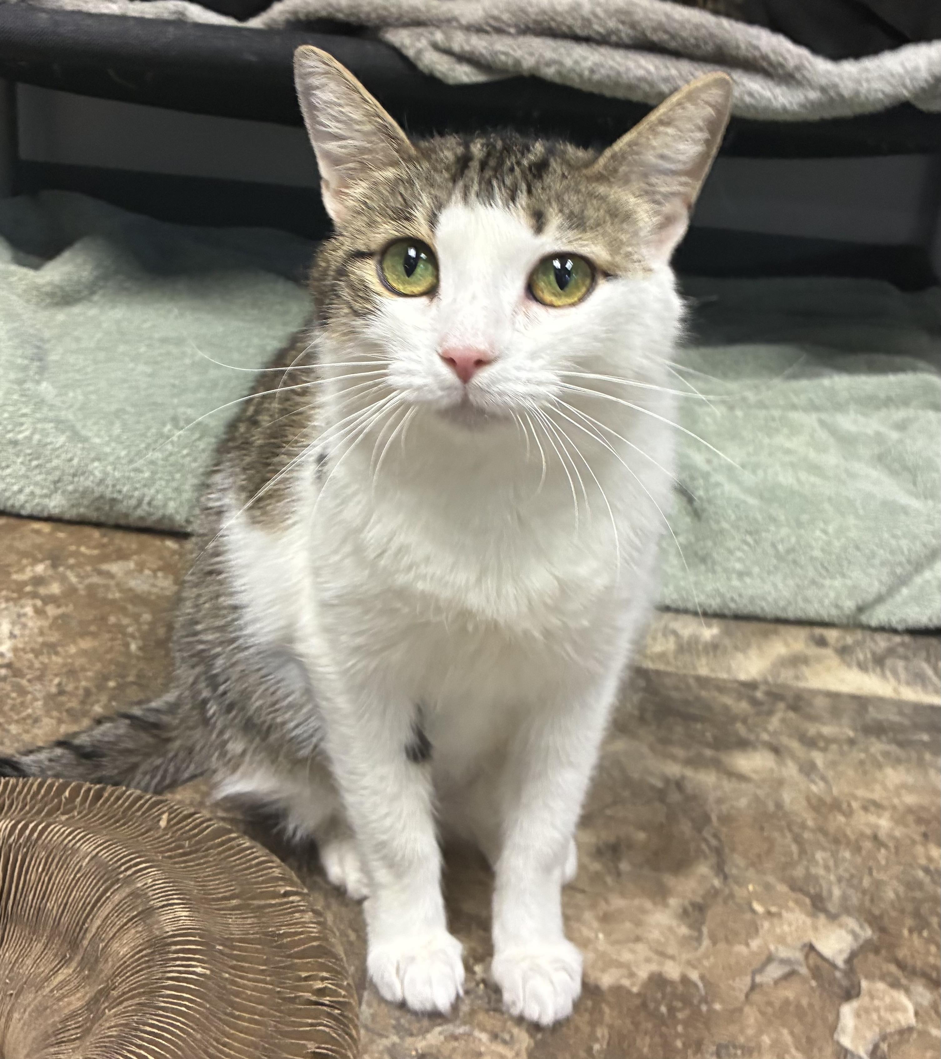 Enlarge Danu, a Adoptable Domestic Short Hair in Breinigsville, PA image 1/2