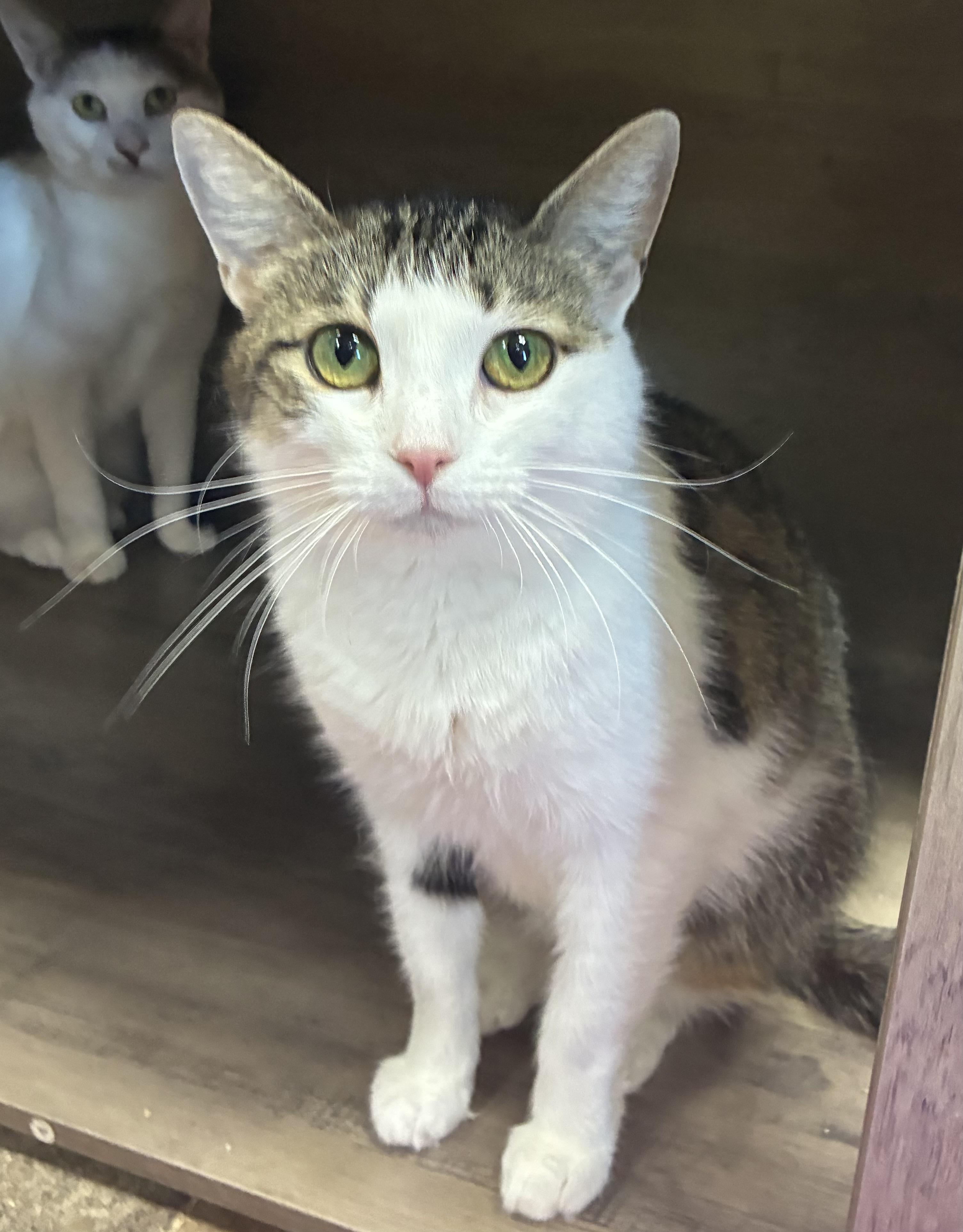 Enlarge Danu, a Adoptable Domestic Short Hair in Breinigsville, PA image 2/2