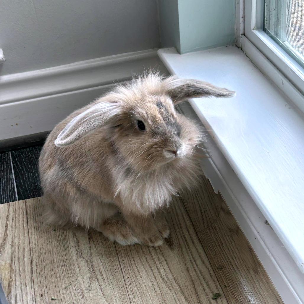 CJ, Adoptable, Young Female Lionhead & Holland Lop.