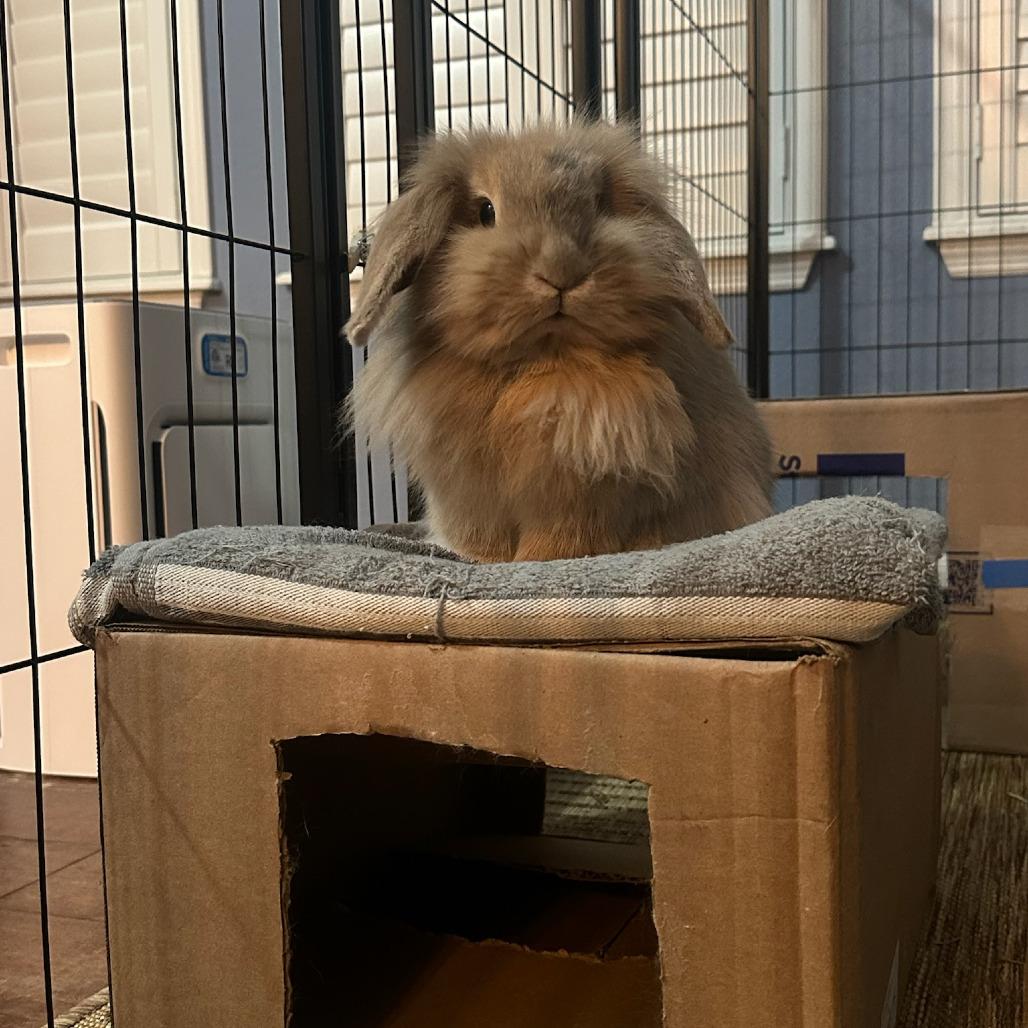 CJ, Adoptable, Young Female Lionhead & Holland Lop.