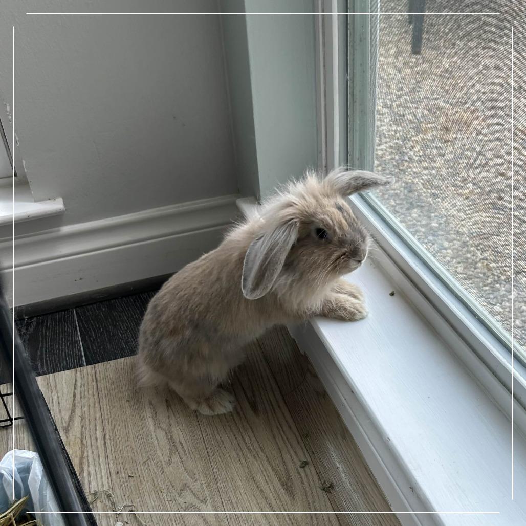 Enlarge CJ, a Adoptable mixed breed in The Woodlands, TX image 1/4