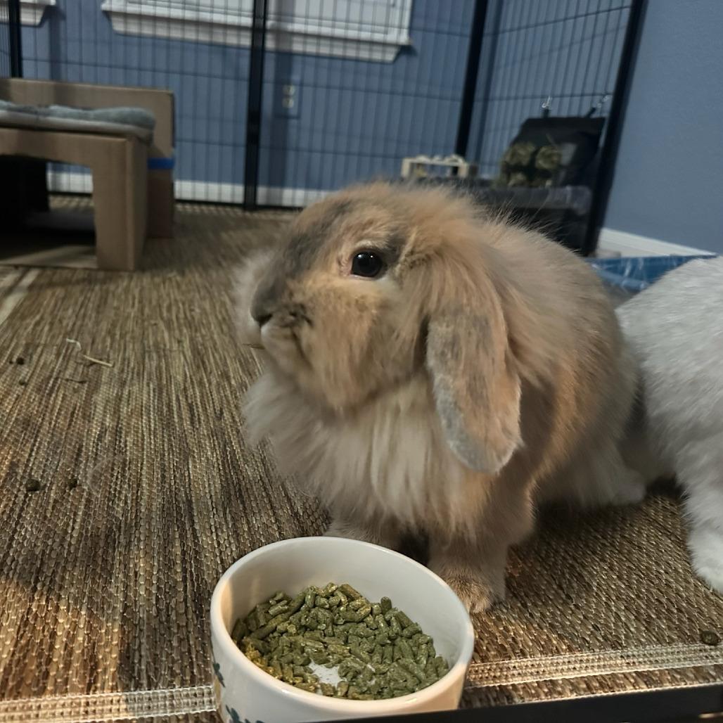 Enlarge CJ, a Adoptable mixed breed in The Woodlands, TX image 2/6