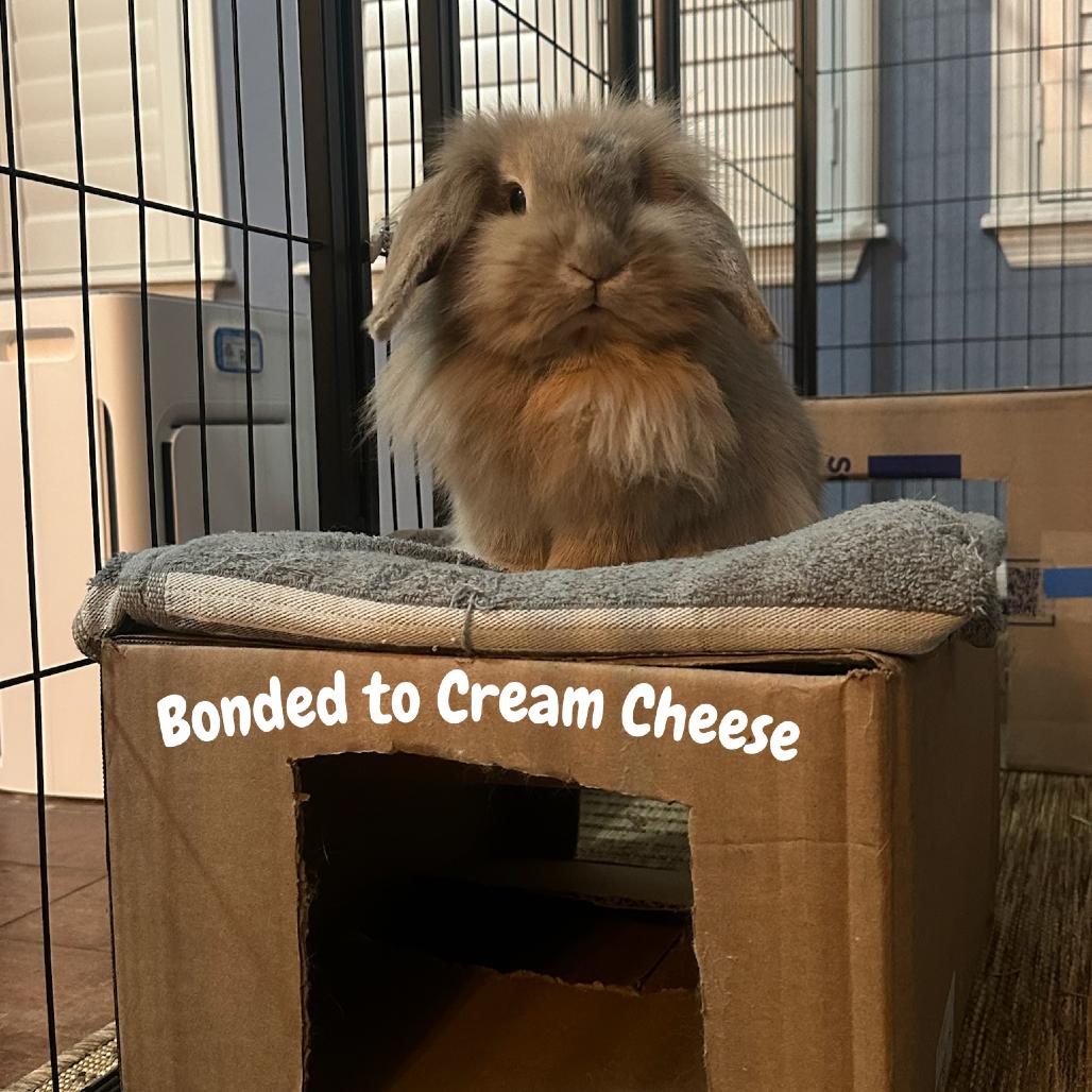 Enlarge CJ, a Adoptable mixed breed in The Woodlands, TX image 3/6