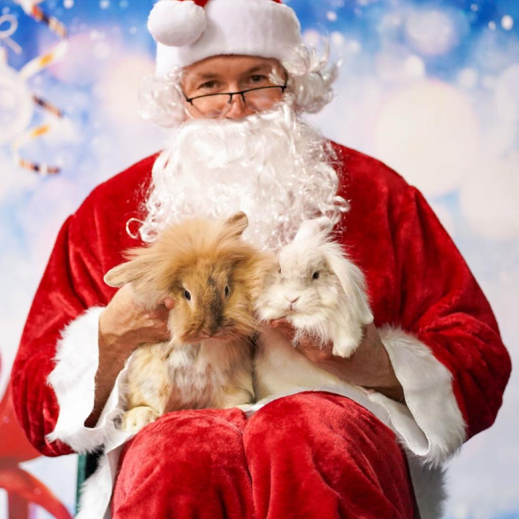 Enlarge CJ, a Adoptable mixed breed in The Woodlands, TX image 4/6