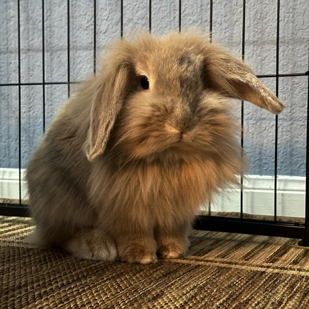 Enlarge CJ, a Adoptable mixed breed in The Woodlands, TX image 5/6