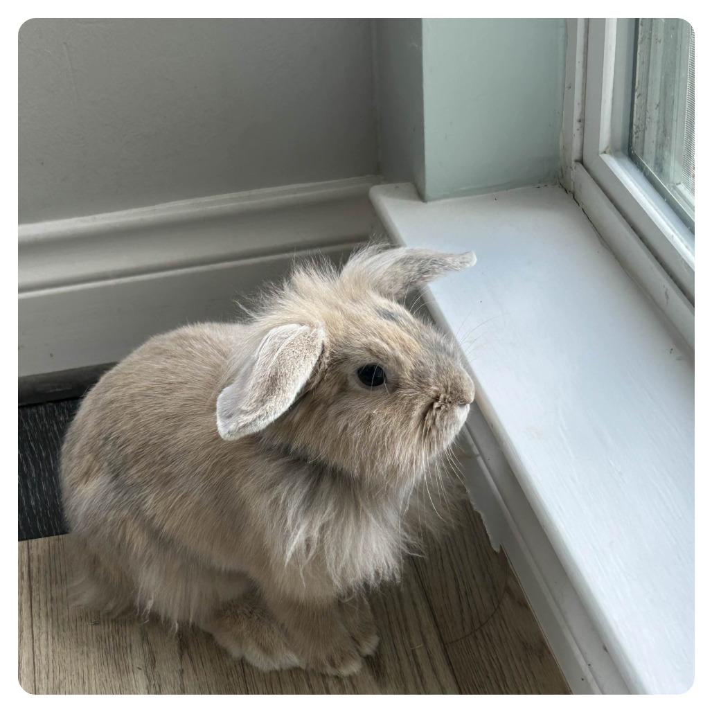 Enlarge CJ, a Adoptable mixed breed in The Woodlands, TX image 4/4