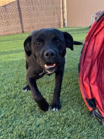 Enlarge Rogue, a Adoptable mixed breed in Mesquite, NV image 5/5
