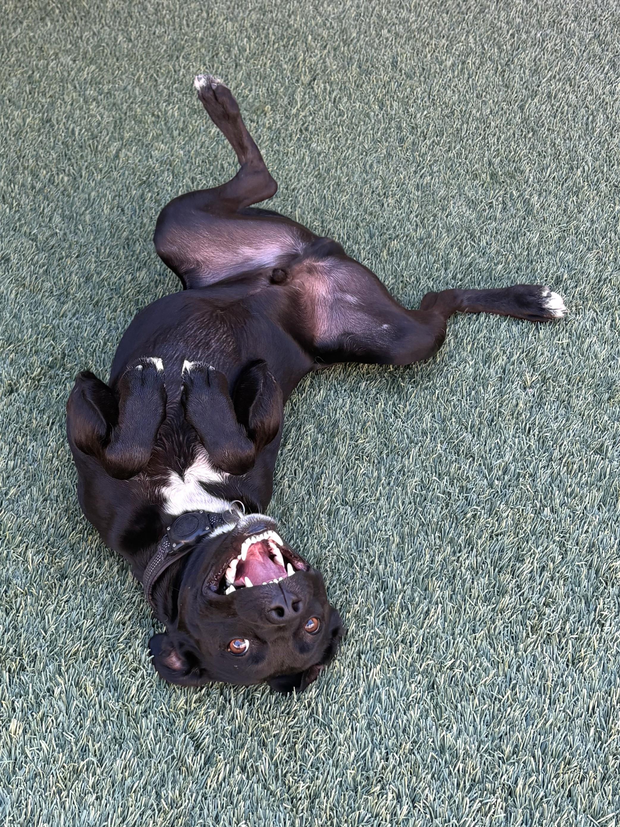 Enlarge Rogue, a Adoptable mixed breed in Mesquite, NV image 4/5