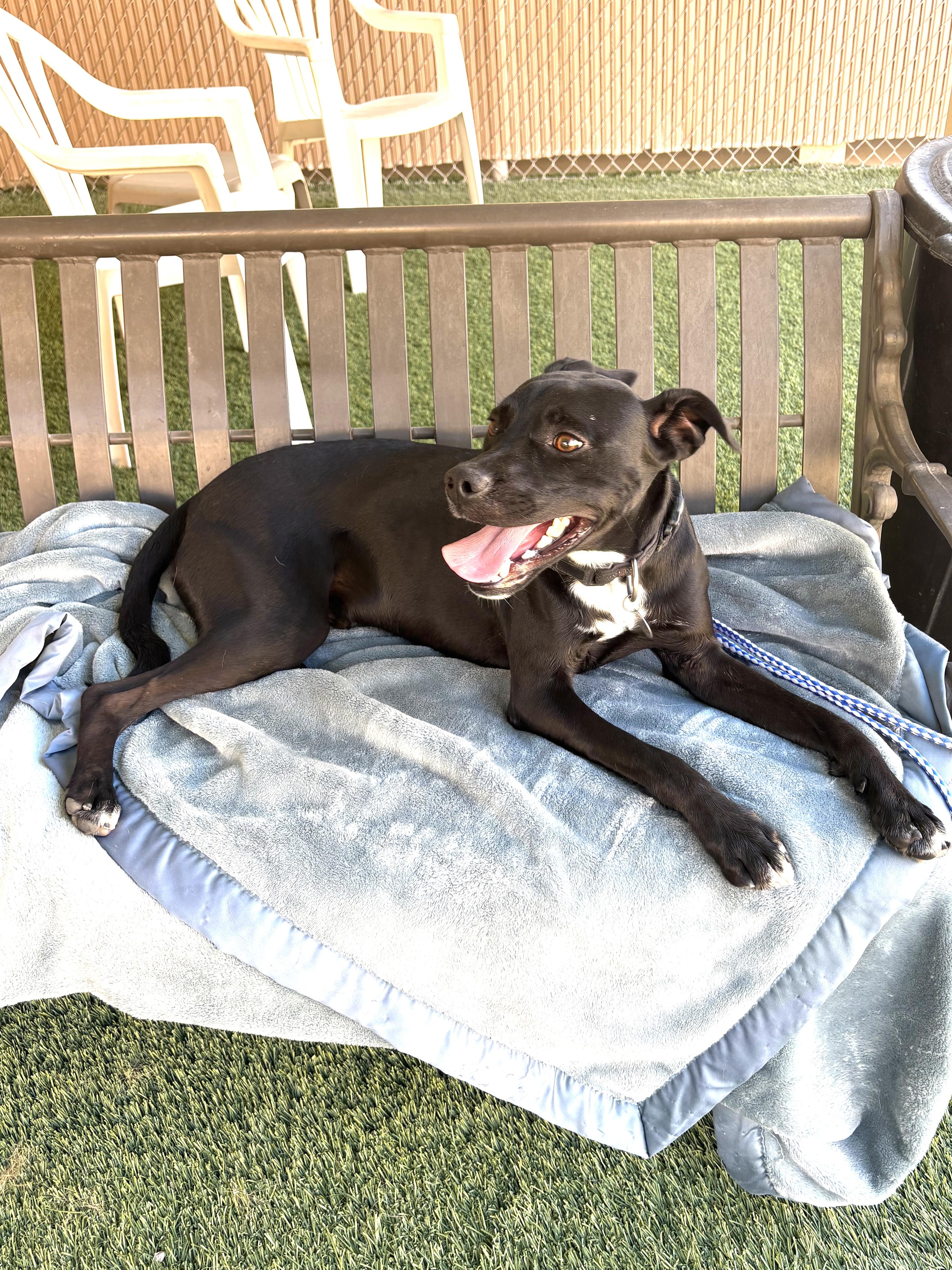 Rogue, Adoptable, Young Male Black Labrador Retriever & Pug.