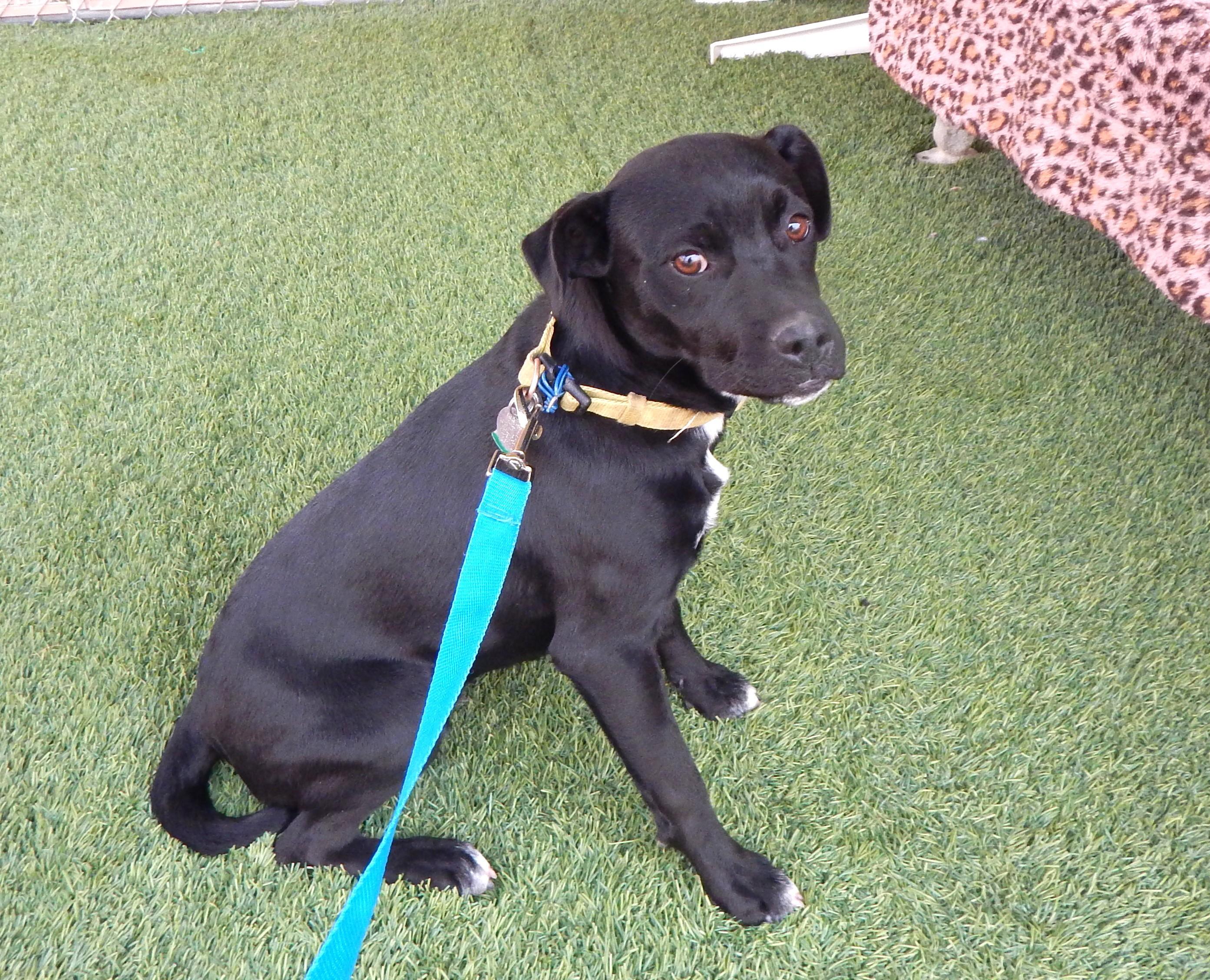 Enlarge Rogue, a Adoptable mixed breed in Mesquite, NV image 2/5