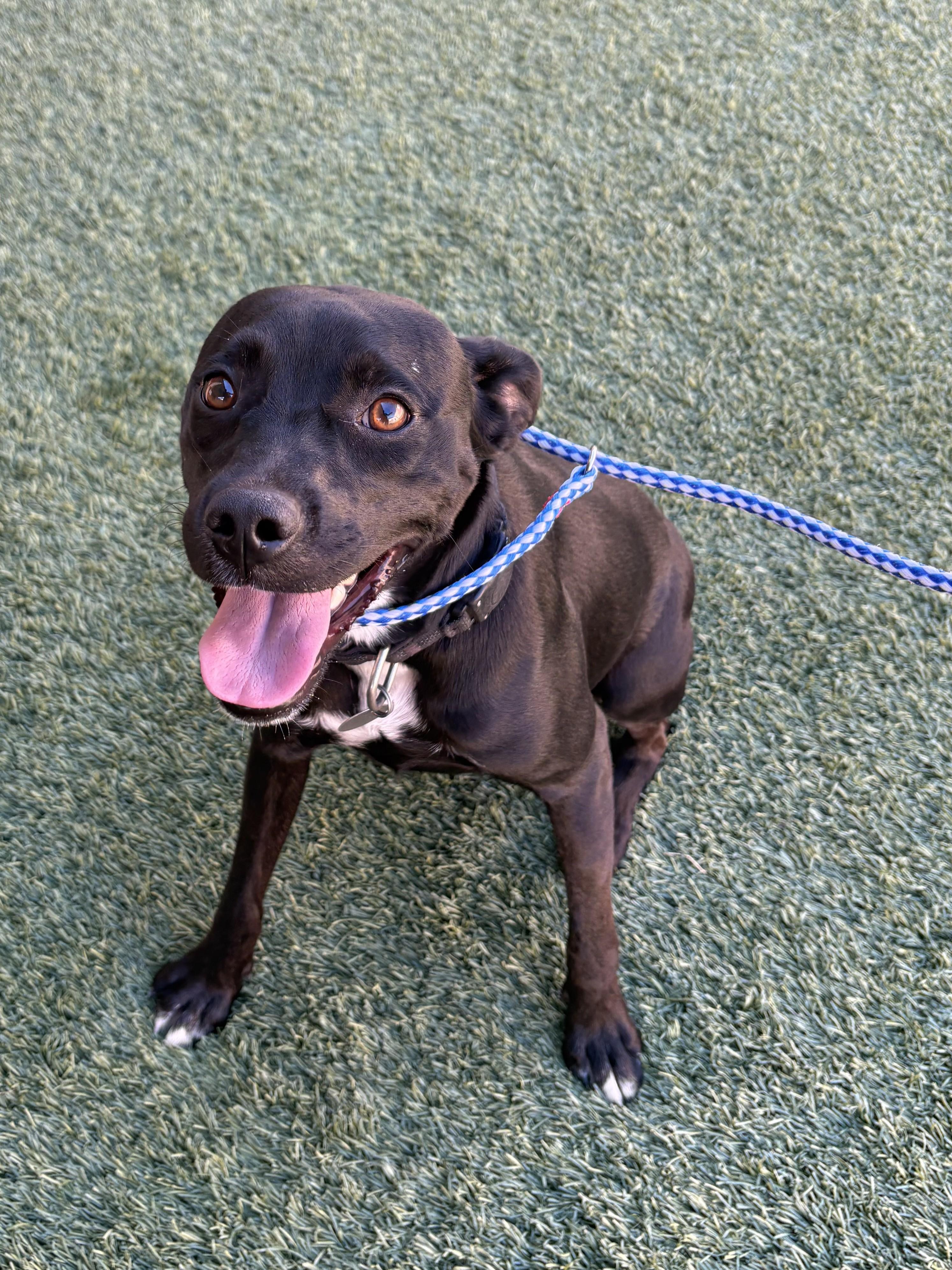 Enlarge Rogue, a Adoptable mixed breed in Mesquite, NV image 3/5