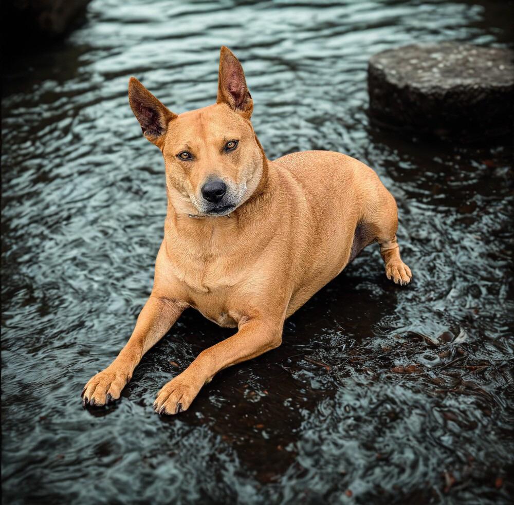 Frankie, Adoptable, Senior Female Australian Cattle Dog / Blue Heeler.
