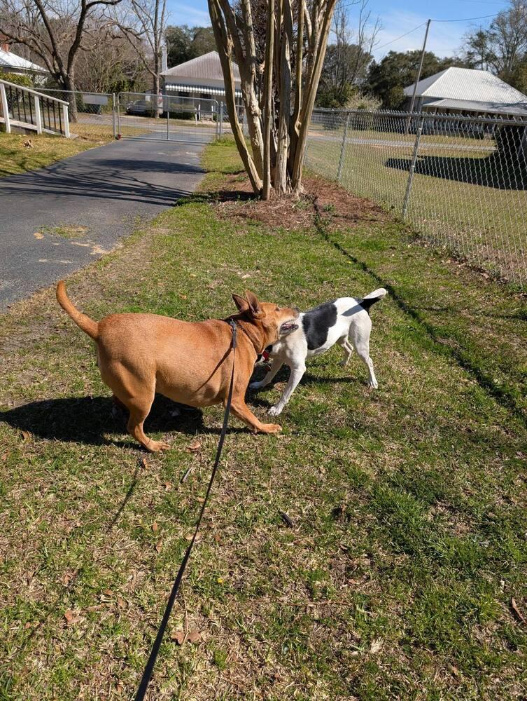 Frankie, a Adoptable mixed breed in Statesboro, GA image 2/4
