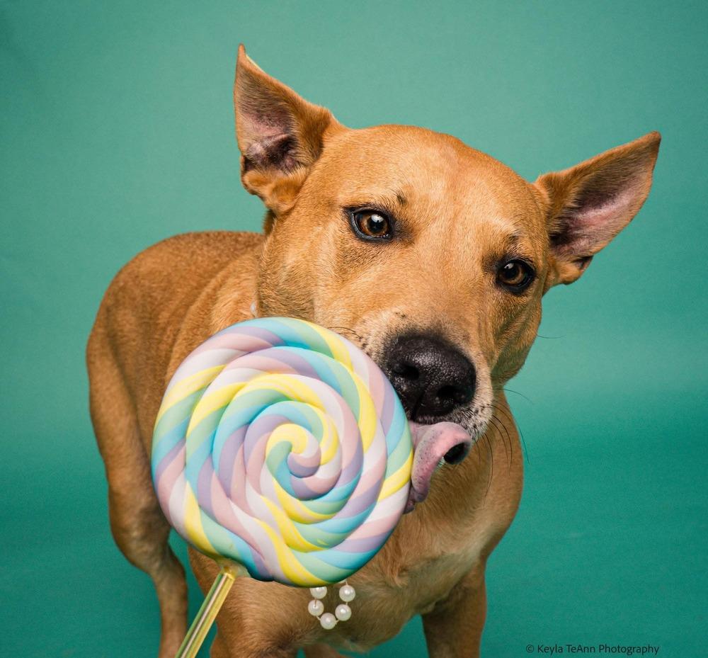 Enlarge Frankie, a Adoptable mixed breed in Statesboro, GA image 3/5
