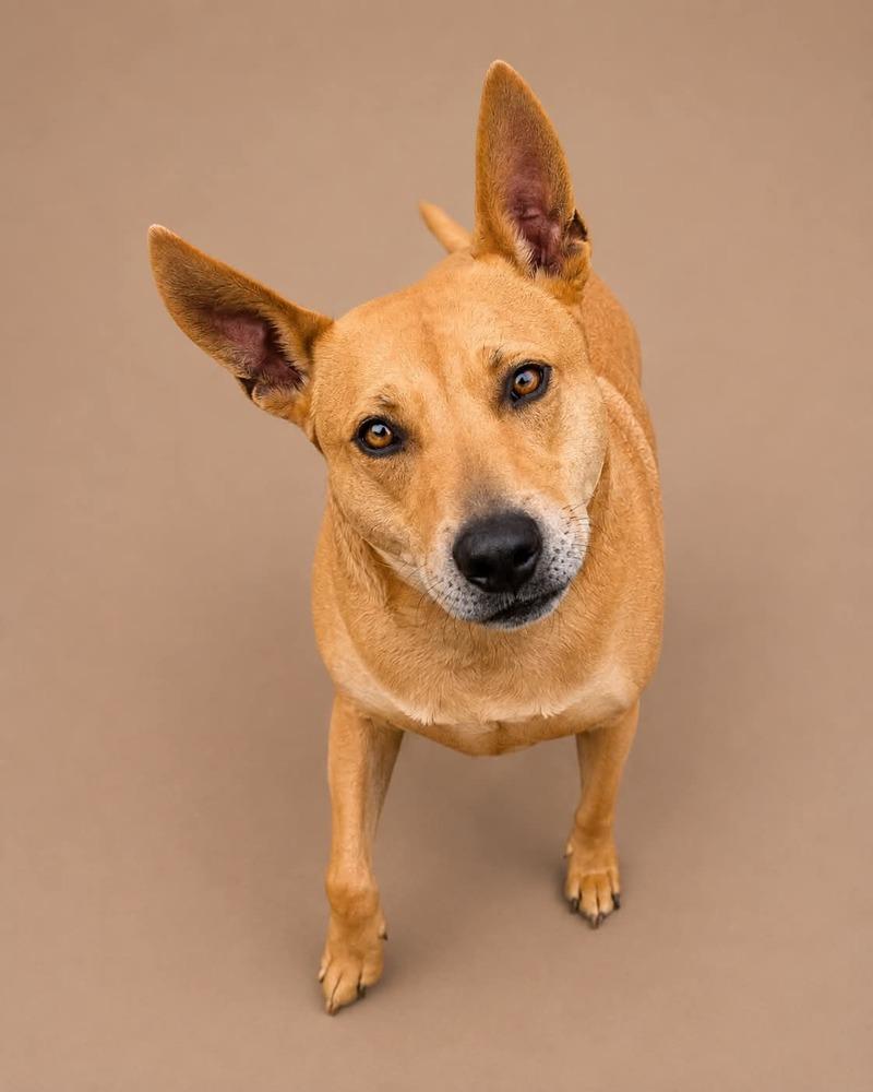 Enlarge Frankie, a Adoptable mixed breed in Statesboro, GA image 4/5