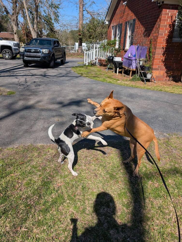 Frankie, a Adoptable mixed breed in Statesboro, GA image 3/4