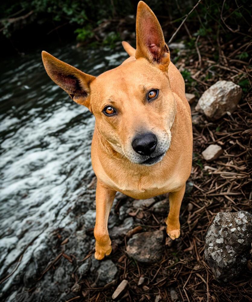 Frankie, a Adoptable mixed breed in Statesboro, GA image 4/4