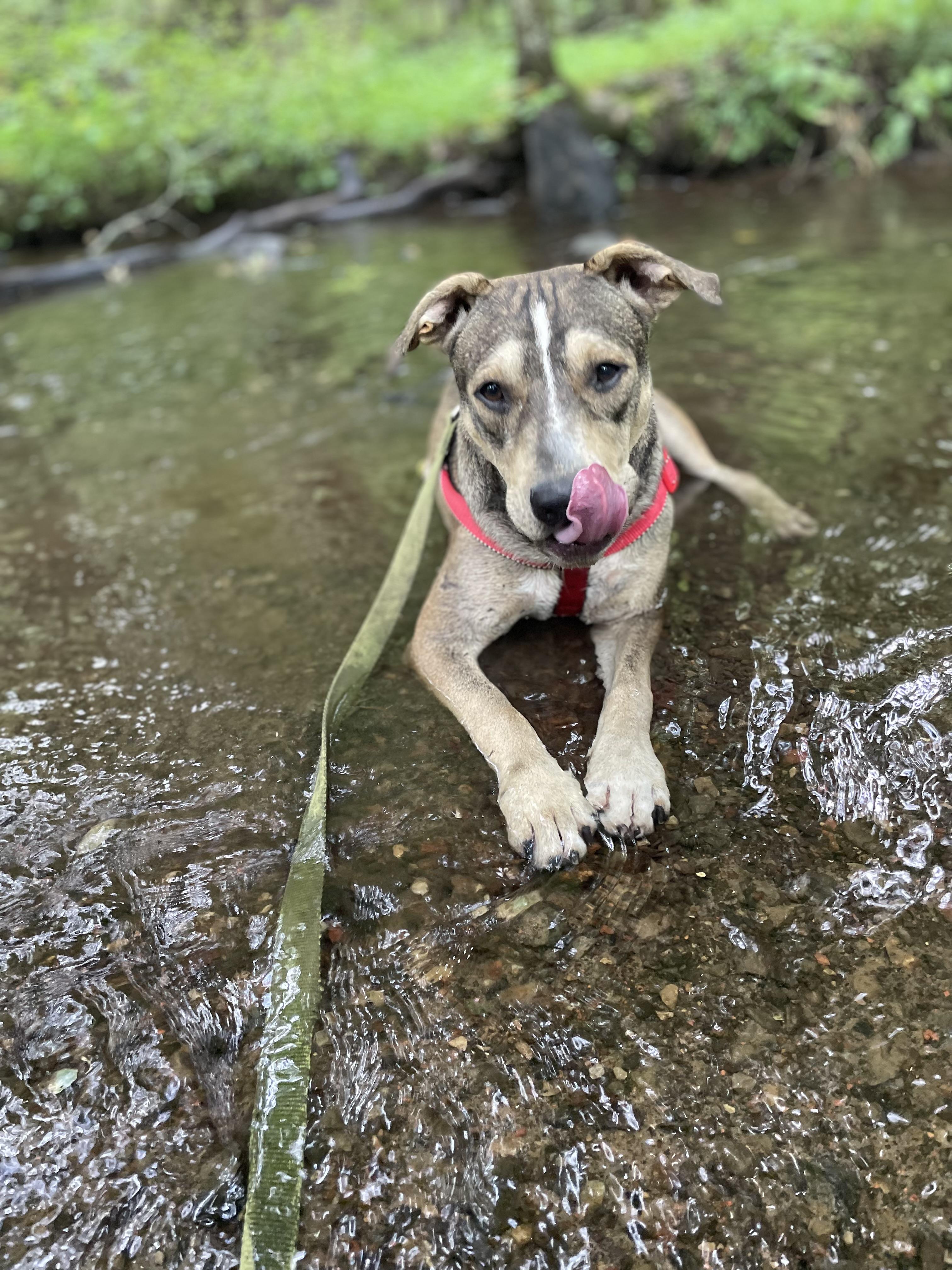 Thunder Twinkle south sent to diff rescue, an adopted mixed breed in Woburn, MA image 4/6