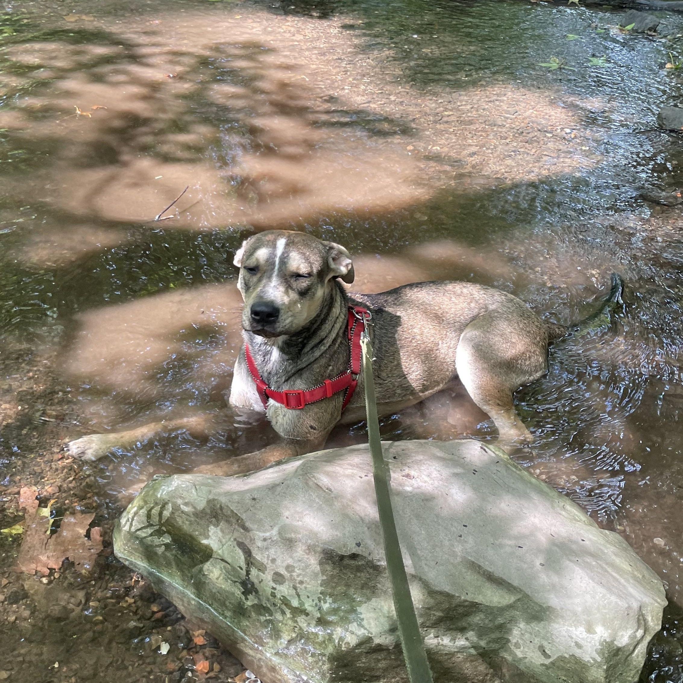 Thunder Twinkle south sent to diff rescue, an adopted mixed breed in Woburn, MA image 5/6