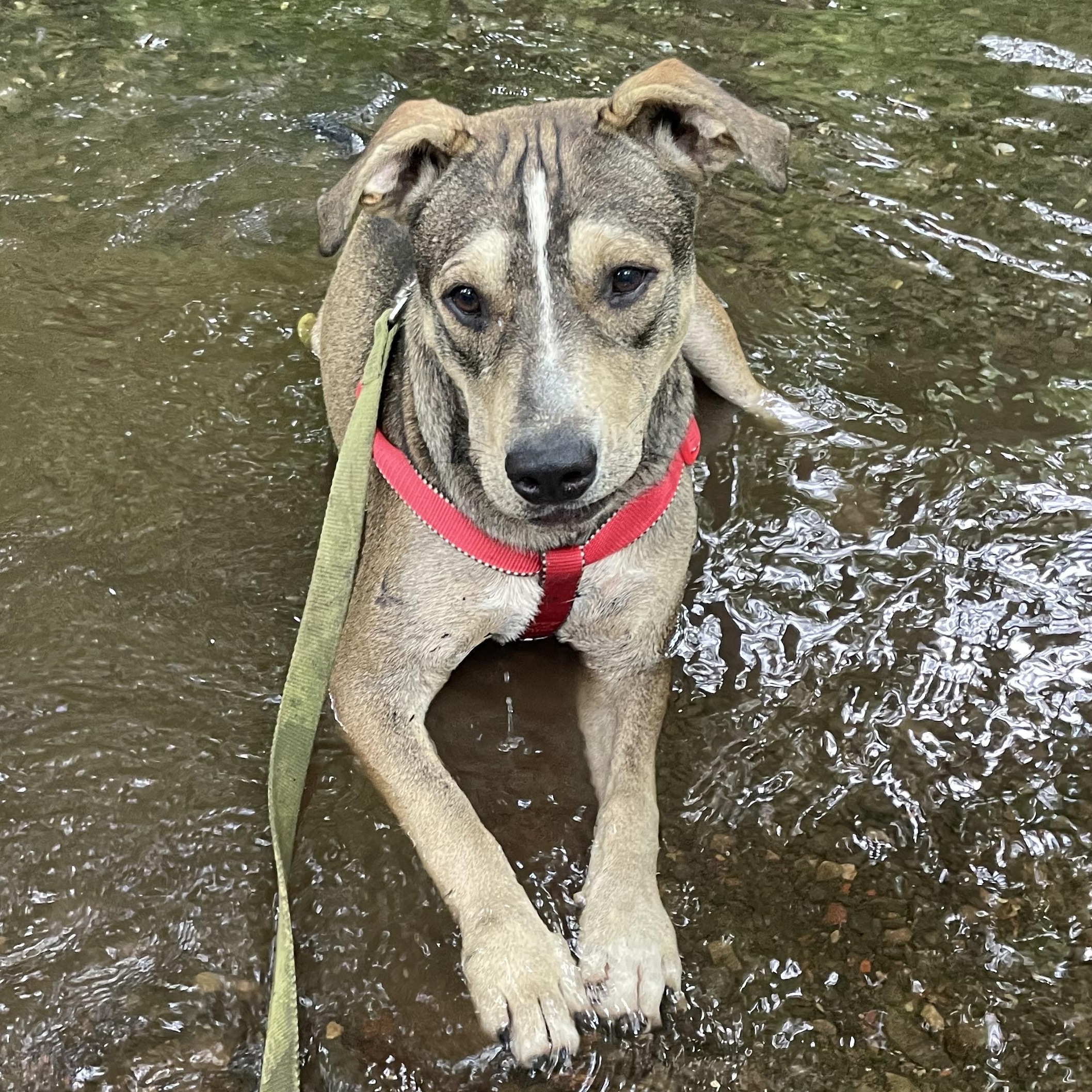Thunder Twinkle south sent to diff rescue, an adopted mixed breed in Woburn, MA image 3/6