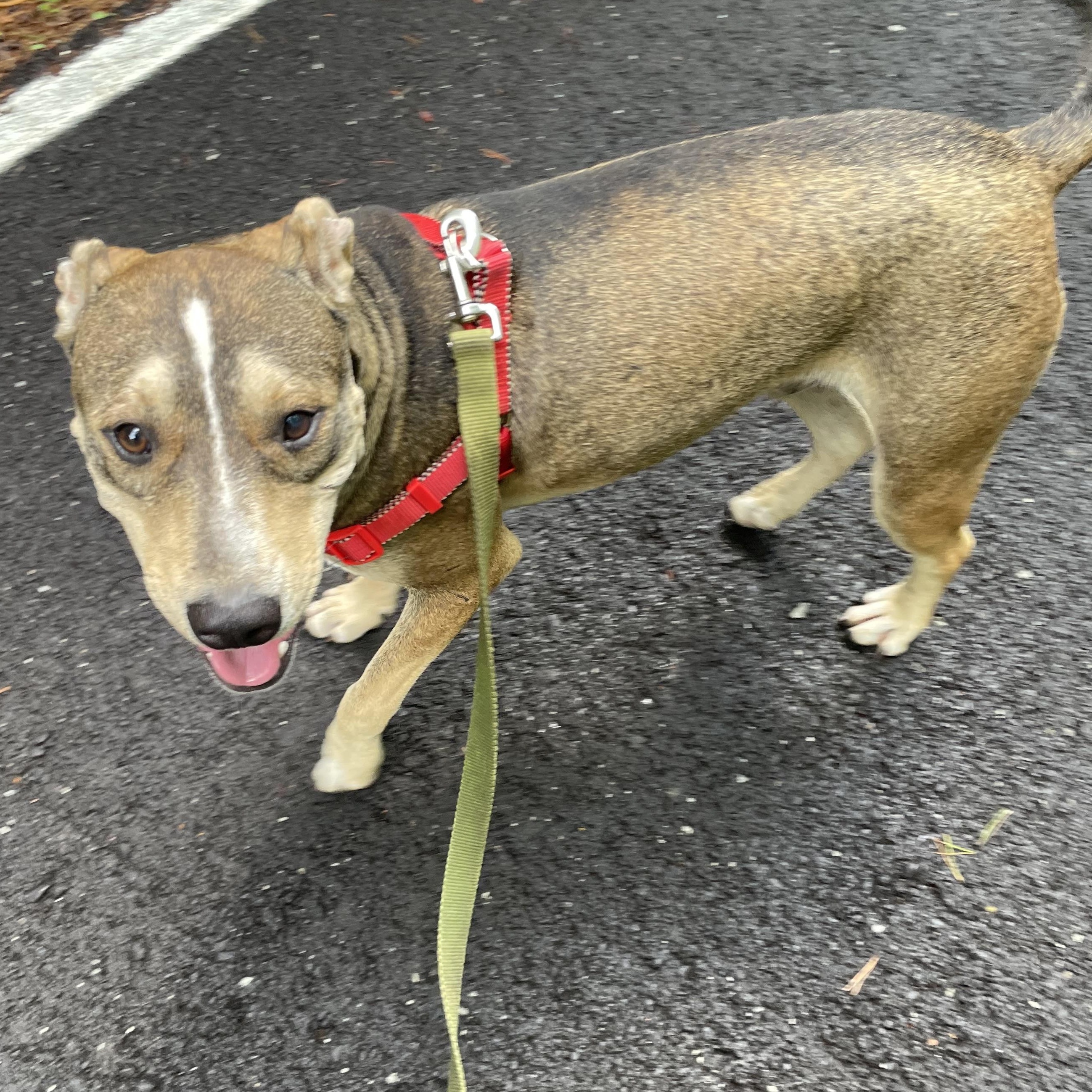 Thunder Twinkle south sent to diff rescue, an adopted mixed breed in Woburn, MA image 2/6