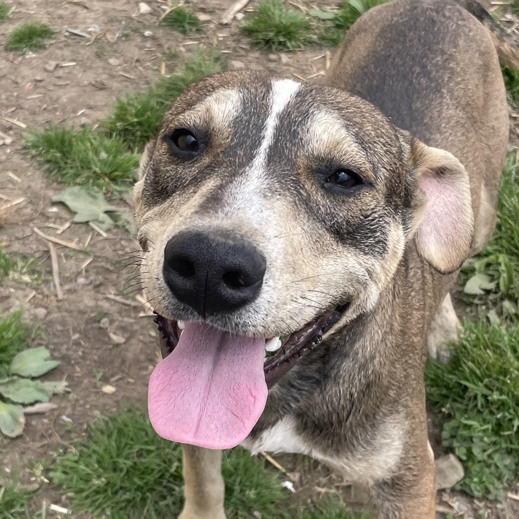 Thunder Twinkle south sent to diff rescue, an adopted mixed breed in Woburn, MA image 6/6