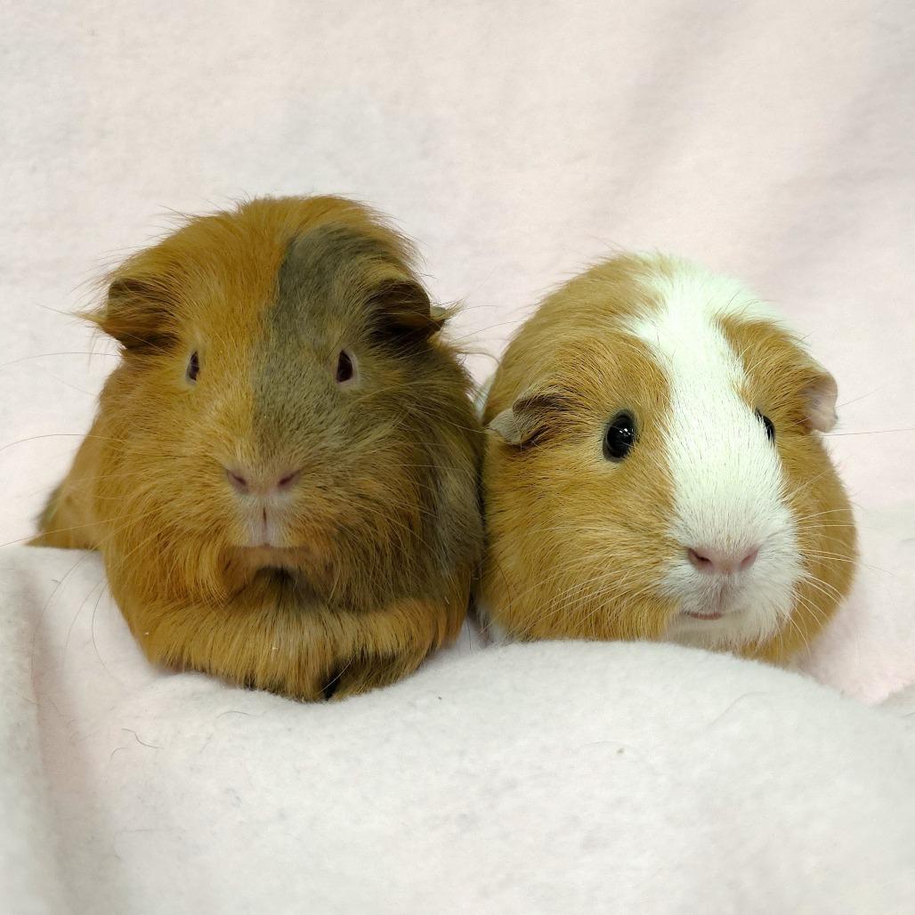 Enlarge Nova, a Adoptable Guinea Pig in Michigan City, IN image 1/5
