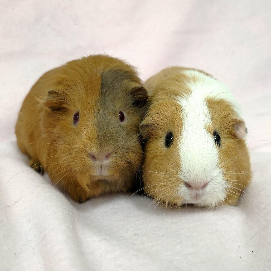 Enlarge Nova, a Adoptable Guinea Pig in Michigan City, IN image 2/5