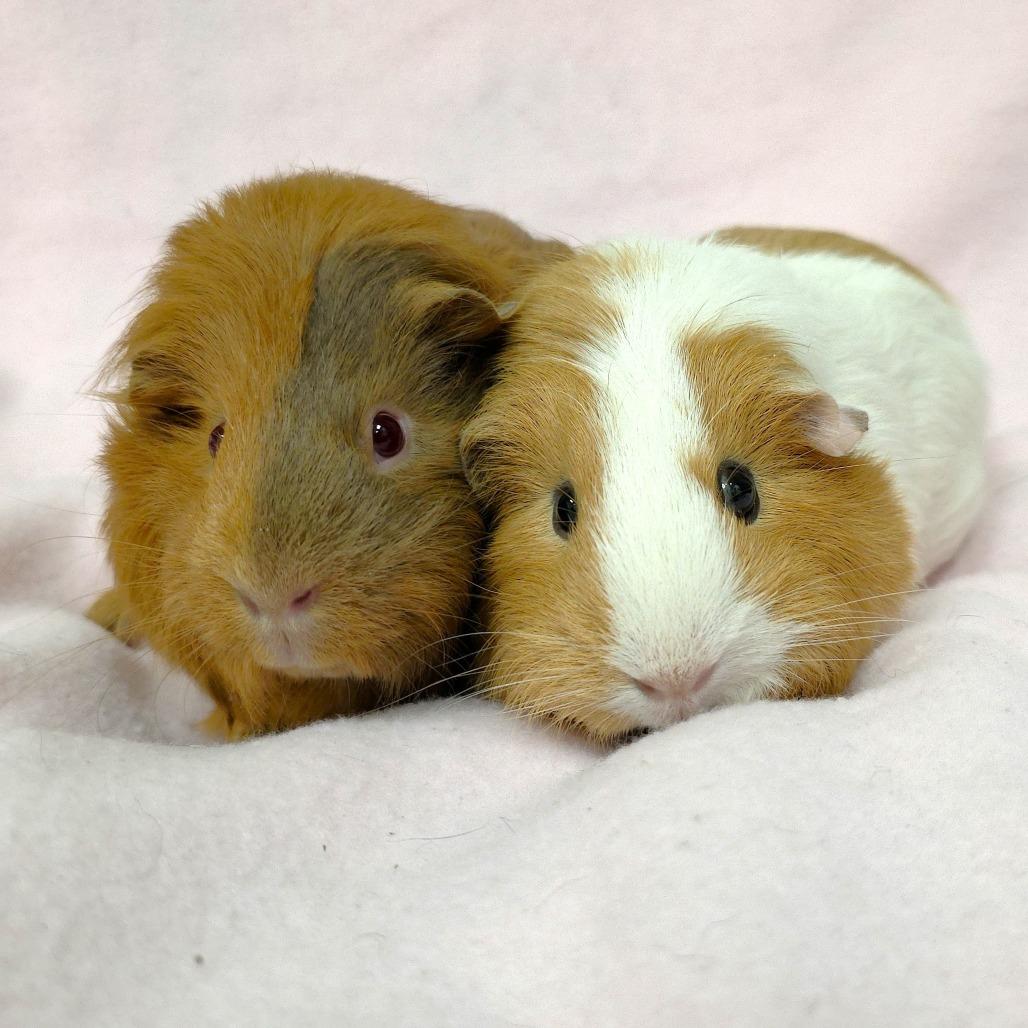Enlarge Nova, a Adoptable Guinea Pig in Michigan City, IN image 3/5
