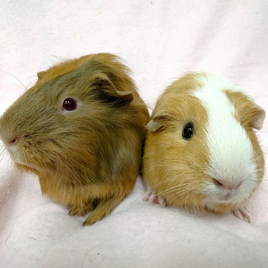 Enlarge Nova, a Adoptable Guinea Pig in Michigan City, IN image 4/5