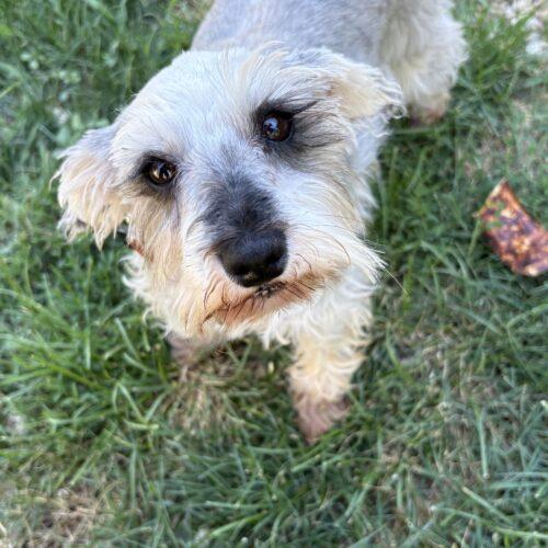 Evie, Adoptable, Adult Female Schnauzer.