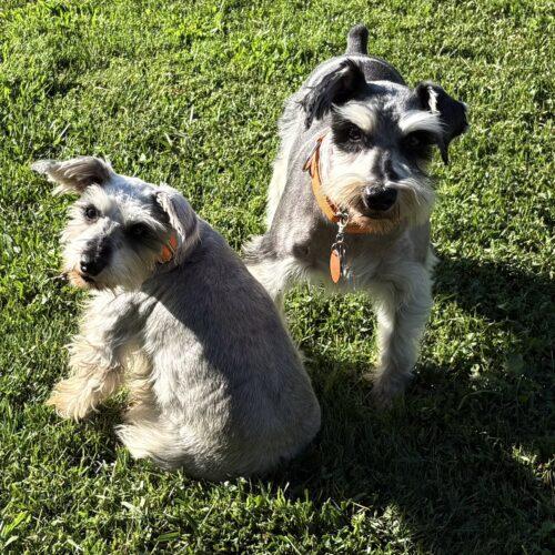 Enlarge Evie, a Adoptable Schnauzer in Lincolnshire, IL image 2/5