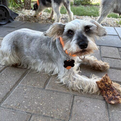 Enlarge Evie, a Adoptable Schnauzer in Lincolnshire, IL image 3/5