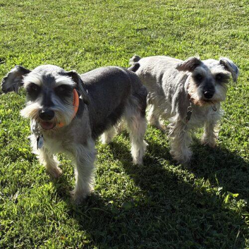 Enlarge Evie, a Adoptable Schnauzer in Lincolnshire, IL image 4/5
