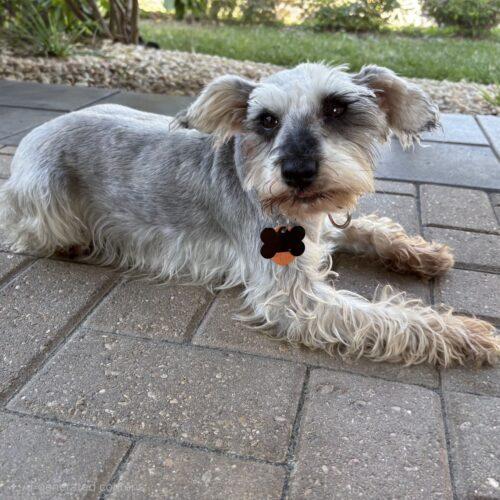 Enlarge Evie, a Adoptable Schnauzer in Lincolnshire, IL image 5/5