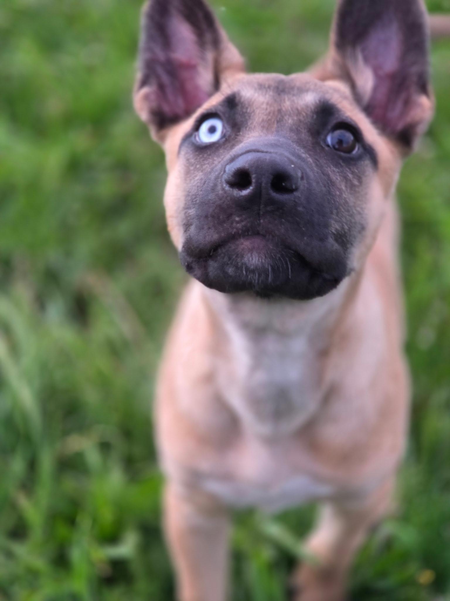 Pesto, a ADOPTABLE Mixed Breed in Port Angeles, WA image 3/4