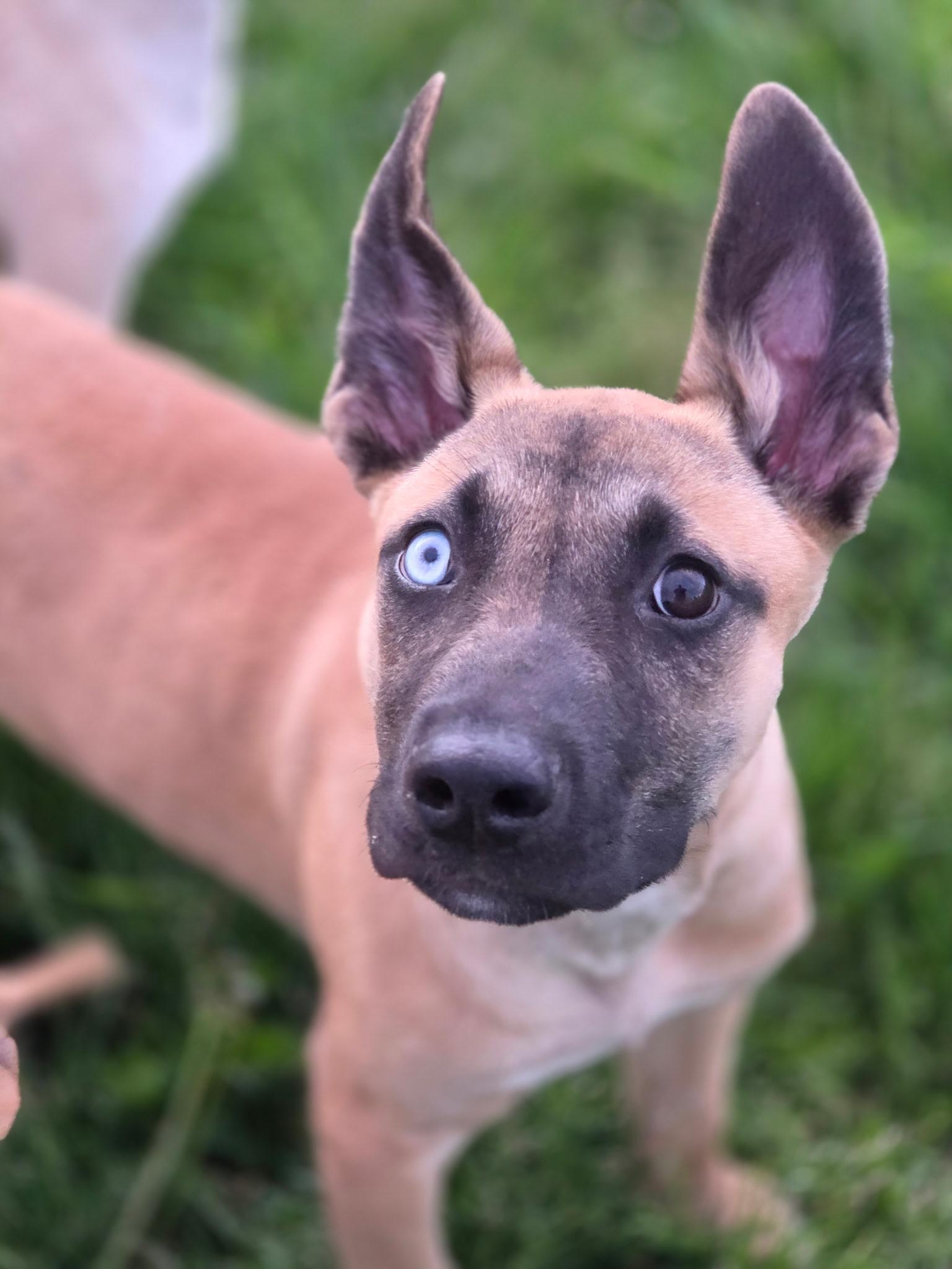 Pesto, a ADOPTABLE Mixed Breed in Port Angeles, WA image 2/4