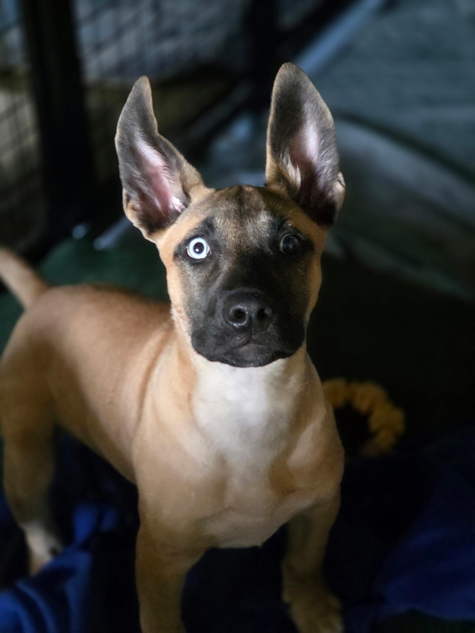 Pesto, a ADOPTABLE Mixed Breed in Port Angeles, WA image 4/4
