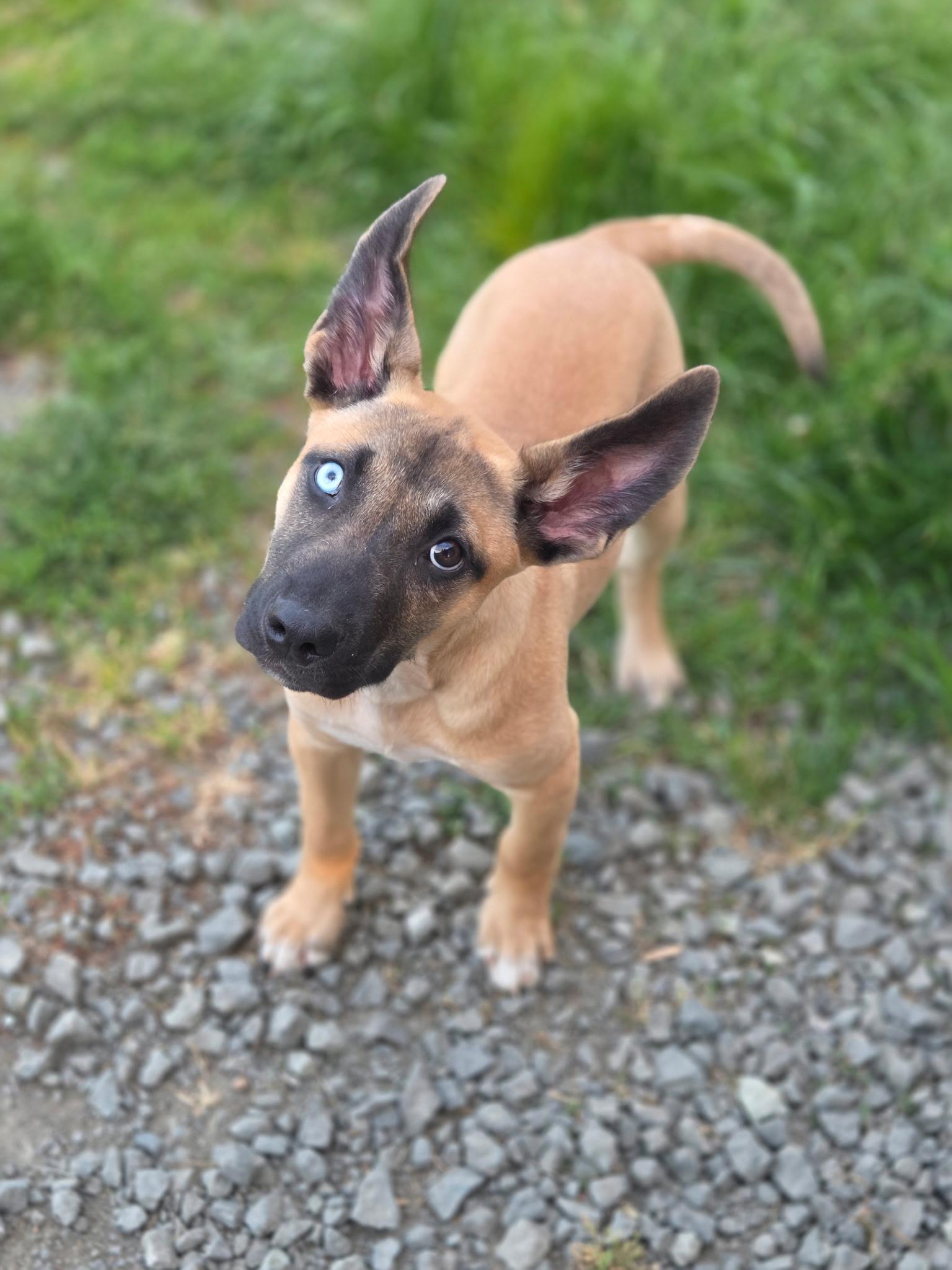 Pesto, a ADOPTABLE Mixed Breed in Port Angeles, WA image 1/4