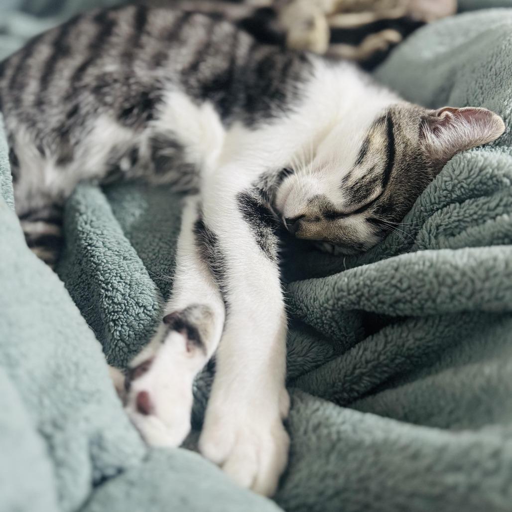 Oliver — thumbnail 2