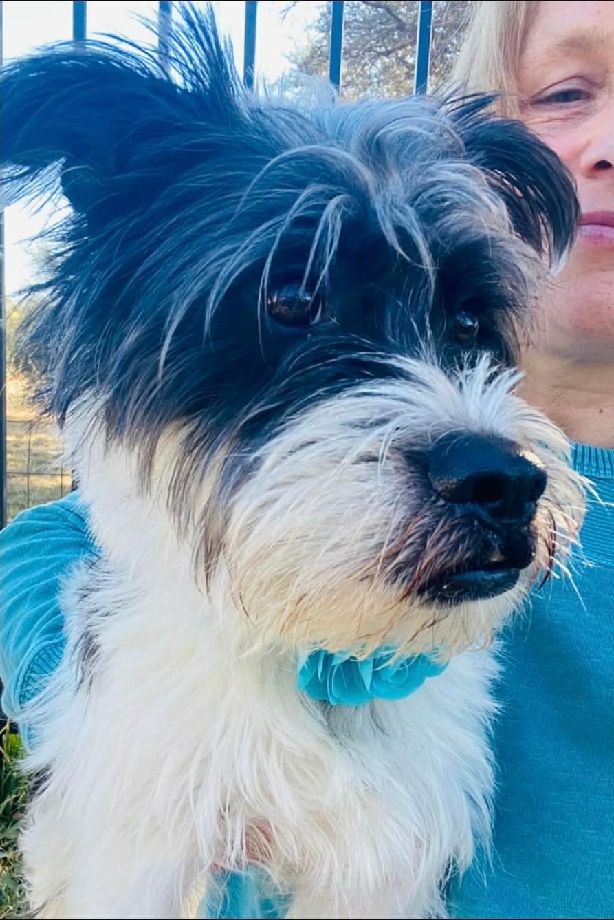 Enlarge Panda, a Adoptable Miniature Schnauzer in McMurray , PA image 2/5